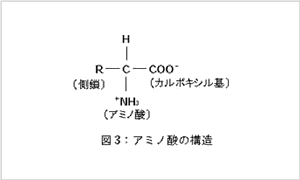 酵素の構造