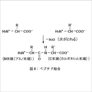 ペプチド結合