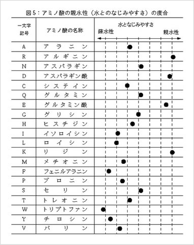 アミノ酸の親水性の度合