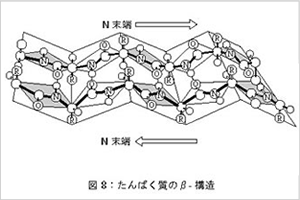 タンパク質のβ-構造