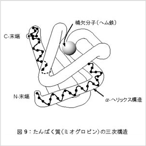 タンパク質（ミオグロビン）の三次構造