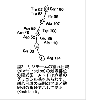 リゾチームの割れ目域