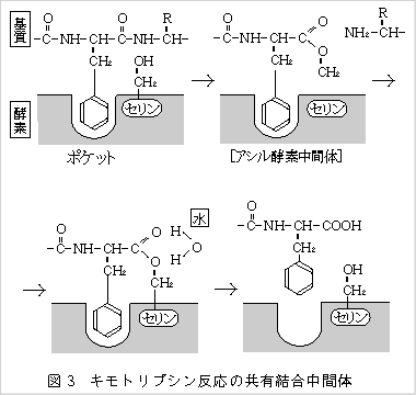 キモトリプシン反応の共有結合中間体