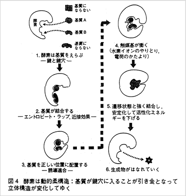 酵素は動的柔構造