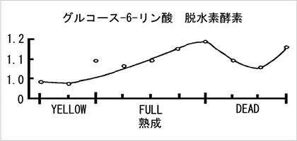 熟成過程の酵素活性3