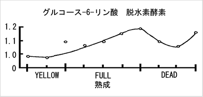 発芽過程の酵素活性3